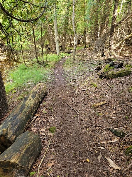 A forest trail with obstacles
